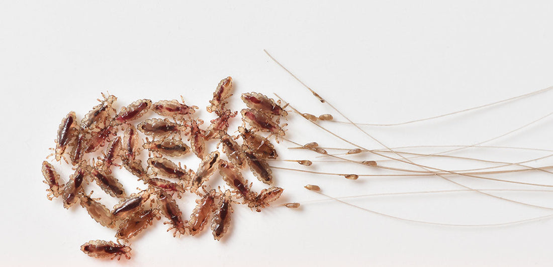 Smashed Lice Head Scratcher: What Lice Really Look Like – Licefreee