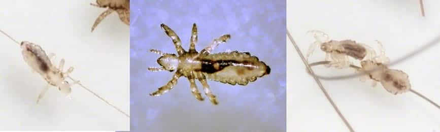 Lice in Nymph Stage.