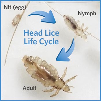 Life cycle of head lice.