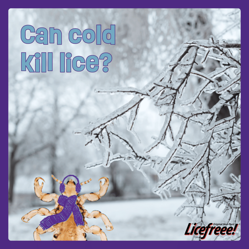 A close-up look of 
a head lice with a scarf and frozen tree branches.