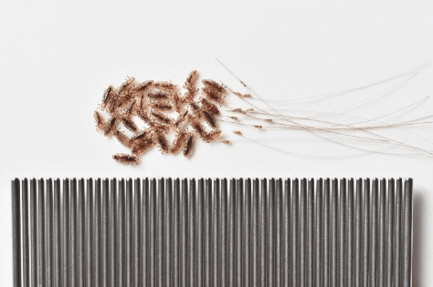 A cluster of lice gathers next to a nit comb.