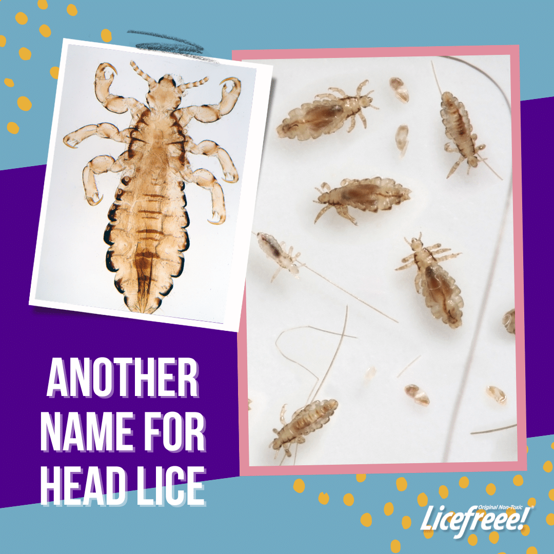 A close-up shot of some head lice on a white background.